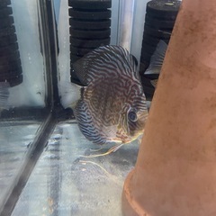 ディスカス　アルタムフローラ　ペア　