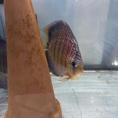 ディスカス　アルタムフローラ　ペア　