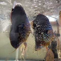 ディスカス　アルタムフローラ　ペア　