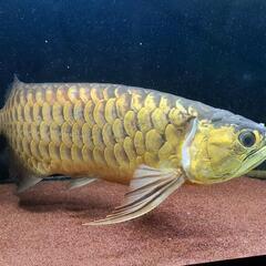 飼育器具一式　アロワナ　プレコ