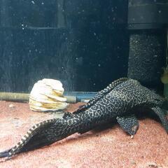 飼育器具一式　アロワナ　プレコ