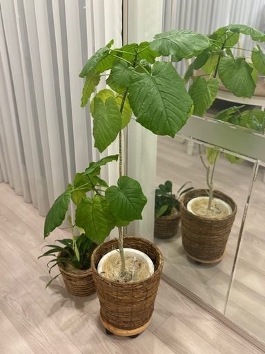 【引き渡し2024/12まで】観葉植物（ウンベラータ）