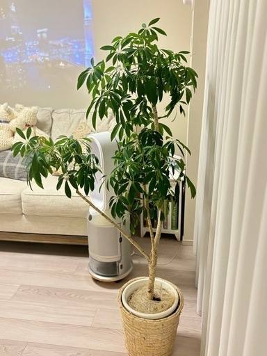 【引き渡し12月まで】観葉植物（シェフレラ）