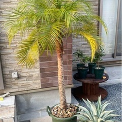 ヤシの木(フェニックスロベレニー)