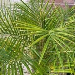 ヤシの木(フェニックスロベレニー)