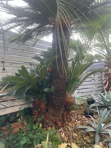 ダブルヘッドソテツ 現品】超大型 ダブルヘッド 蘇鉄（ソテツ）超大株 12号