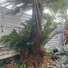 ダブルヘッドソテツ