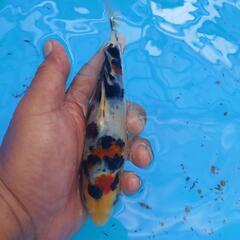 錦鯉 将来有望❗大正三色 18センチ