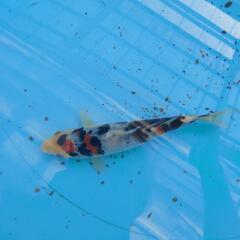 錦鯉 将来有望❗大正三色 18センチ