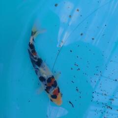 錦鯉 将来有望❗大正三色 18センチ