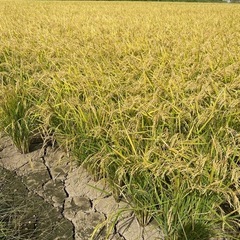 
令和6年度産元気つくし玄米30kg