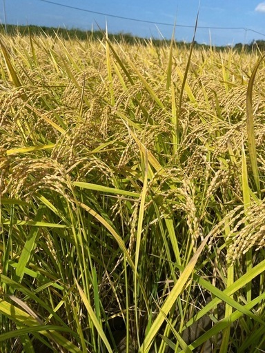 \n令和6年度産元気つくし玄米30kg