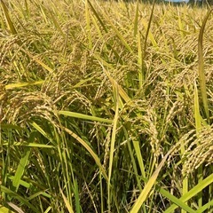 
令和6年度産元気つくし玄米30kg