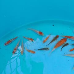 ７０００円に値下げします　錦鯉　稚魚　２５匹セット