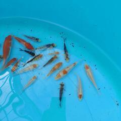 7000円に値下げします 錦鯉 稚魚 25匹セット