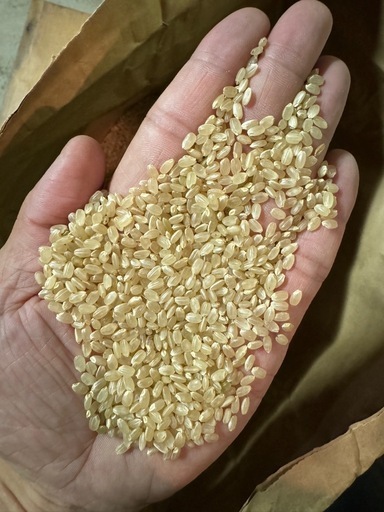 新米 コシヒカリ 玄米 30kg 会津産 令和6年産 お米 ※九州は送料別途500円・沖縄は送料別途3000円 残り2袋になりました！』令和6年 コシヒカリ 玄米30㎏ 新米