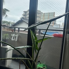 希少　2頭ゼブリナ　アロカシア　