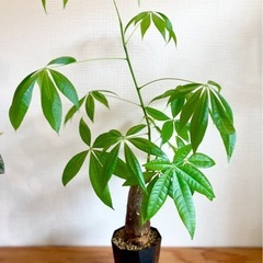 🉐値下！70cm大！人気の観葉植物パキラ！極太幹です。