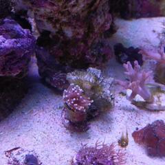 海水魚ソフトコーラル