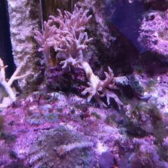 海水魚ソフトコーラル