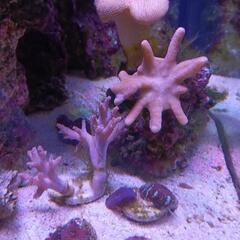 海水魚ソフトコーラル