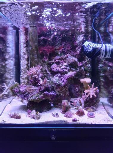 海水魚ソフトコーラル