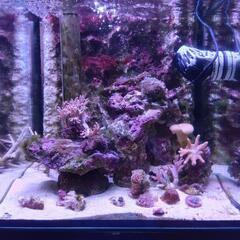 海水魚ソフトコーラル