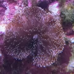 海水魚ソフトコーラル