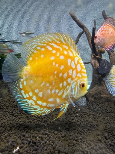 ディスカス
