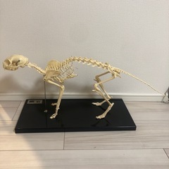 骨格標本　猫　レプリカ
