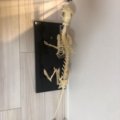 骨格標本　猫　レプリカ