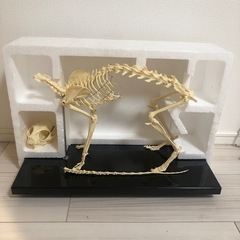 骨格標本　猫　レプリカ