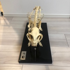 骨格標本　猫　レプリカ