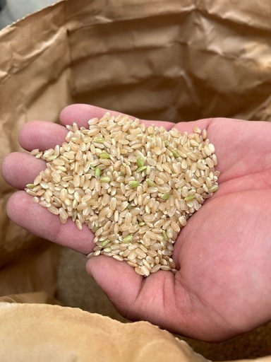 令和6年度 新米 30kg 和歌山県産 キヌヒカリ