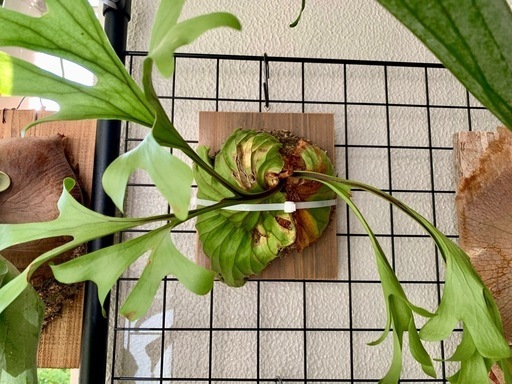 右葉若干訳アリ 観葉植物　ビカクシダ　リドレイ　胞子葉と貯水葉あり+新芽2