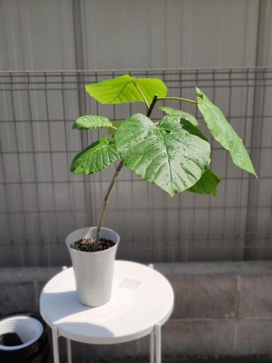 観葉植物 ウンベラータ 大型