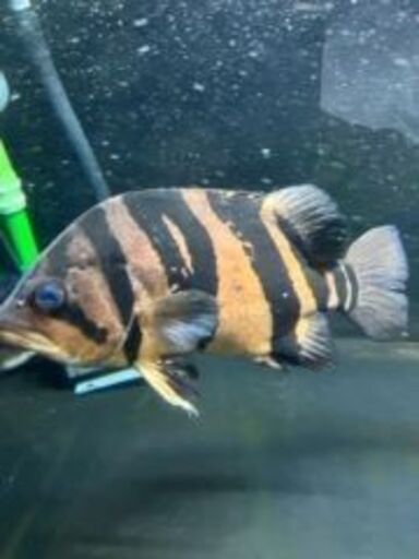 ダトニオ