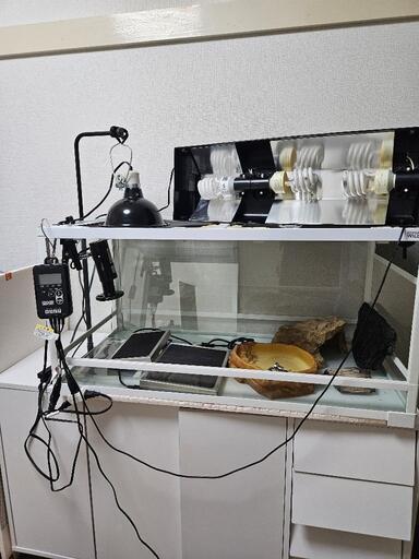 ◇7万円相当フトアゴ等中型トカゲ飼育セット◇