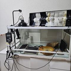 ◇7万円相当フトアゴ等中型トカゲ飼育セット◇