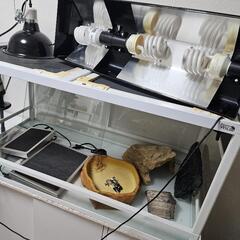 ◇7万円相当フトアゴ等中型トカゲ飼育セット◇
