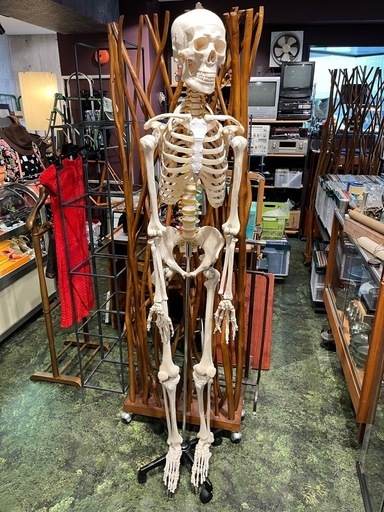 決まりました。等身大 人体模型 170cm 人骨模型 ガイコツ