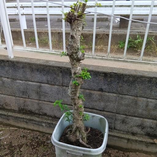 クロガネモチ①