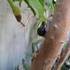 ジャボチカバ大葉種　大きいです!!