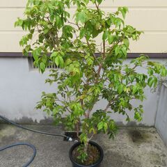 ジャボチカバ大葉種　大きいです!!