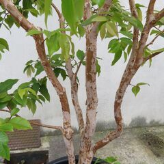 ジャボチカバ大葉種　大きいです!!