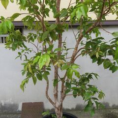 ジャボチカバ大葉種　大きいです!!