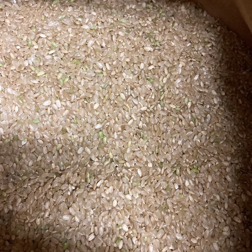 玄米【中米】20kg 岩手県産