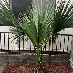 サバルヤシの中古が安い！激安で譲ります・無料であげます｜ジモティー 