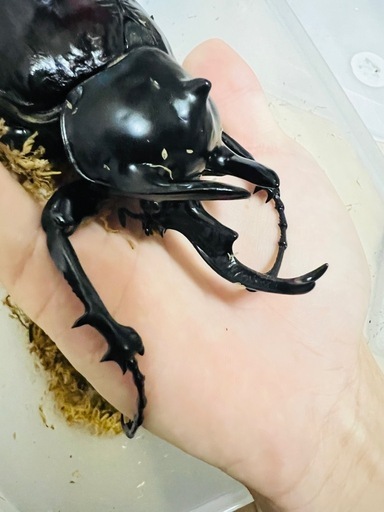 アクティオンゾウカブト　幼虫三令ペア