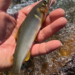 活魚 その他の中古が安い！激安で譲ります・無料であげます｜ジモティー